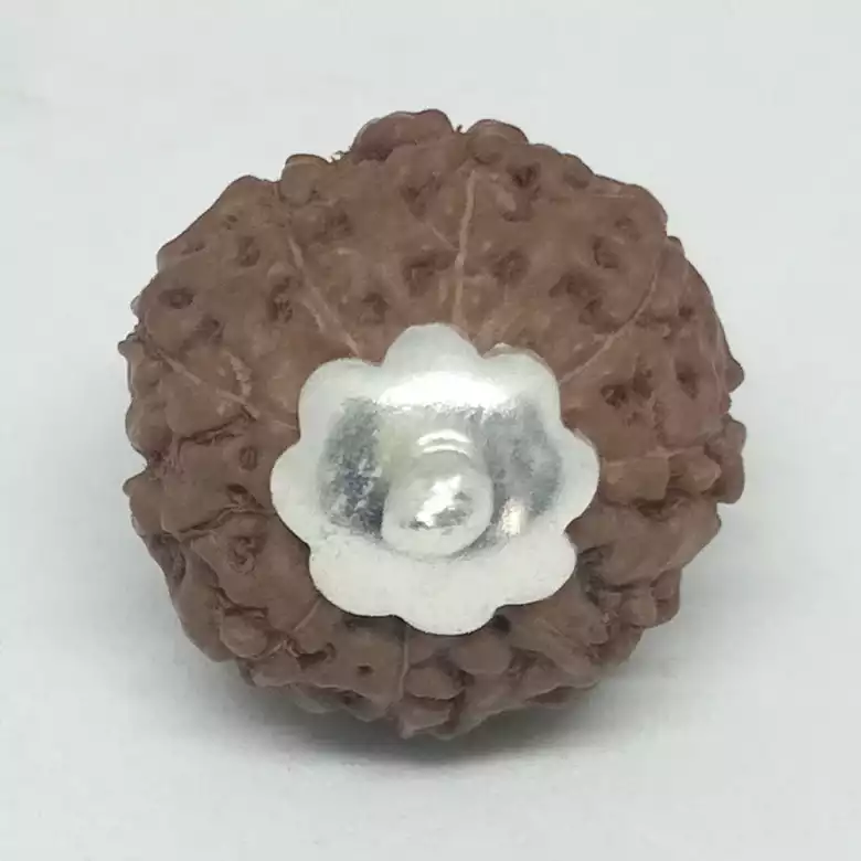 9 Mukhi Rudraksha - Indonesia - Image 8