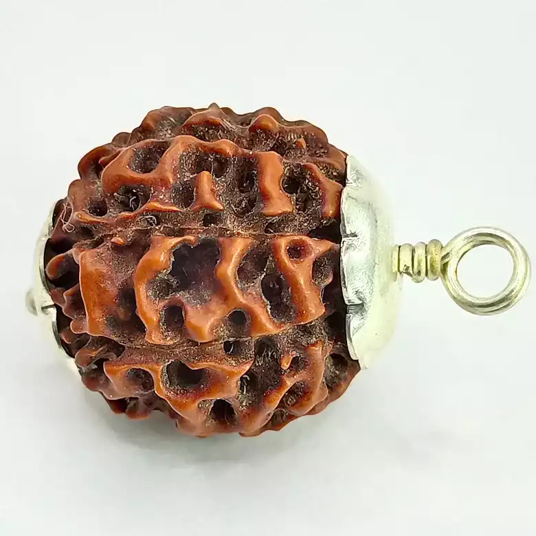 Eight Mukhi Premium Rare Rudraksha - Image 5