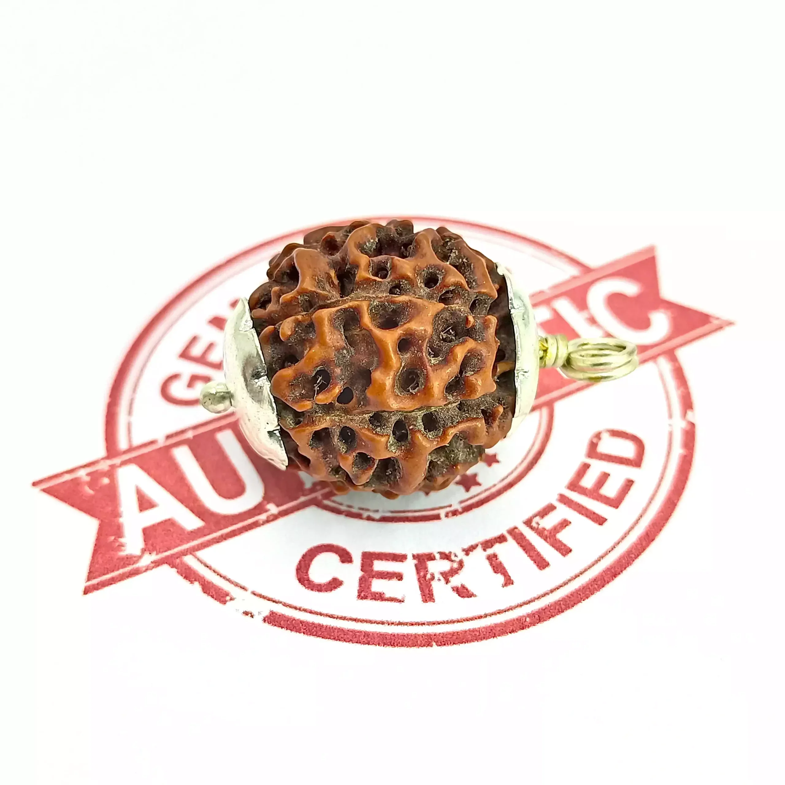 Eight Mukhi Premium Rare Rudraksha - Image 6