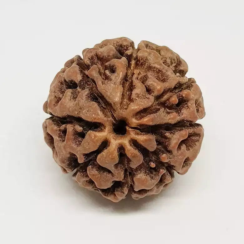 Eight Mukhi Premium Rare Rudraksha - Image 8
