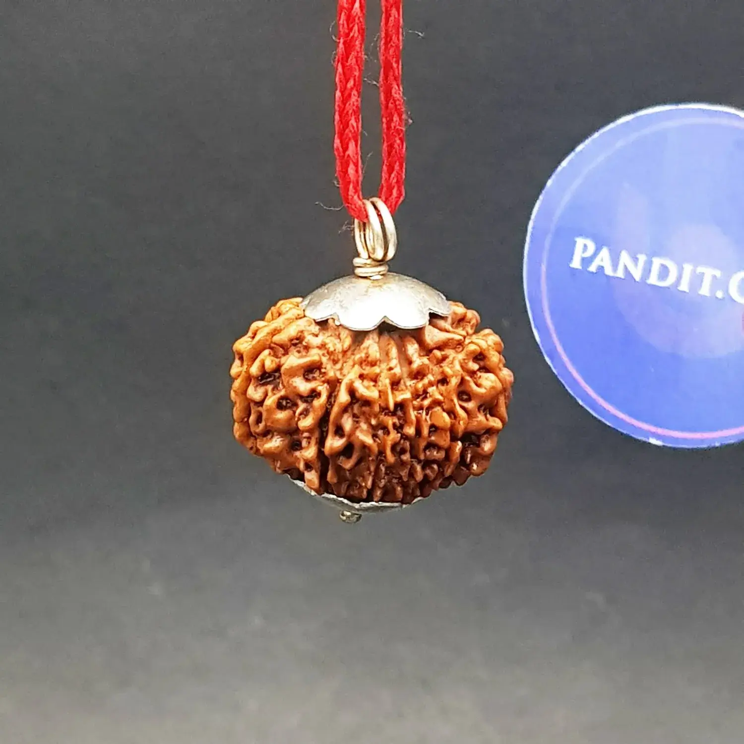 Eleven Mukhi Premium Rare Rudraksha - Image 3