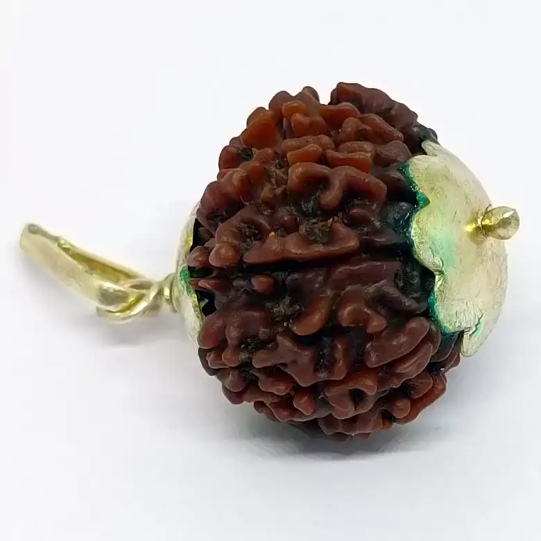 Eleven Mukhi Premium Rare Rudraksha - Image 5