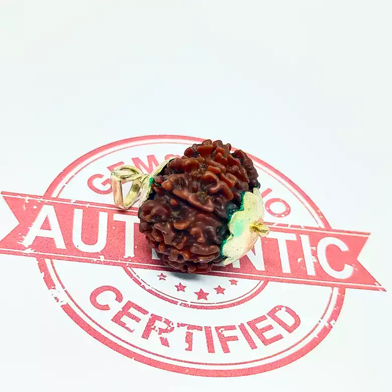 Eleven Mukhi Premium Rare Rudraksha - Image 6