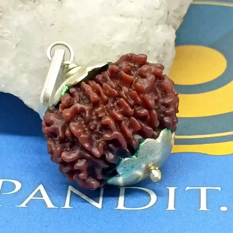Eleven Mukhi Premium Rare Rudraksha - Image 7