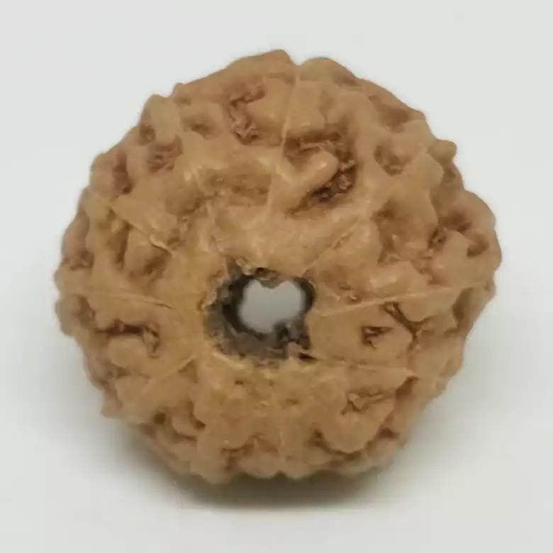 Eleven Mukhi Premium Rare Rudraksha - Image 8