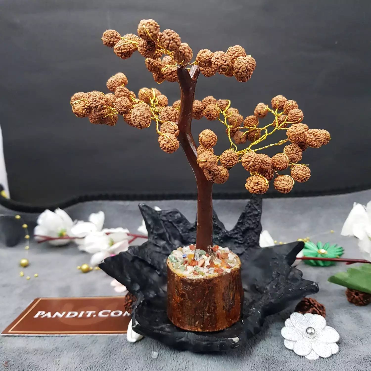 Five Mukhi indonesian Rudraksha Tree - Image 2
