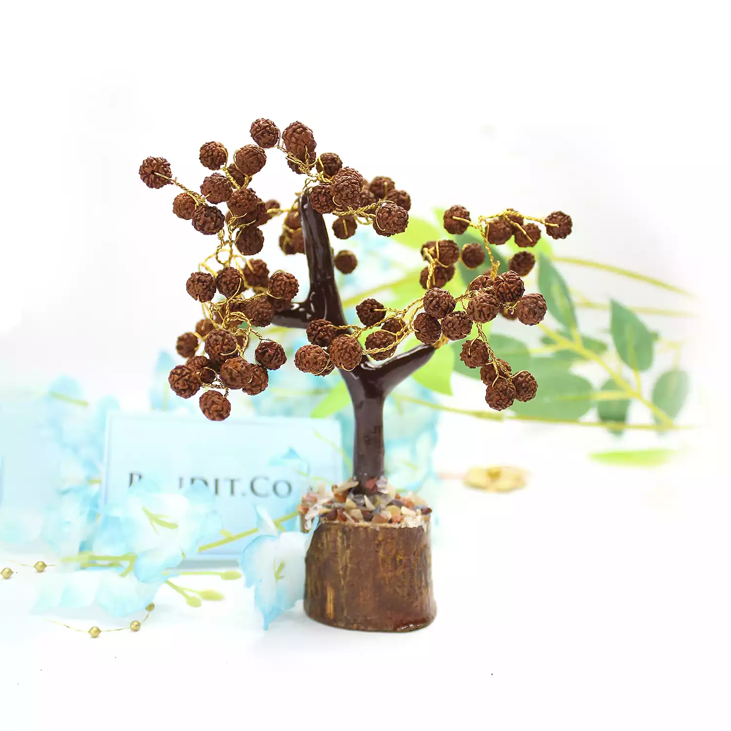 Five Mukhi indonesian Rudraksha Tree - Image 3