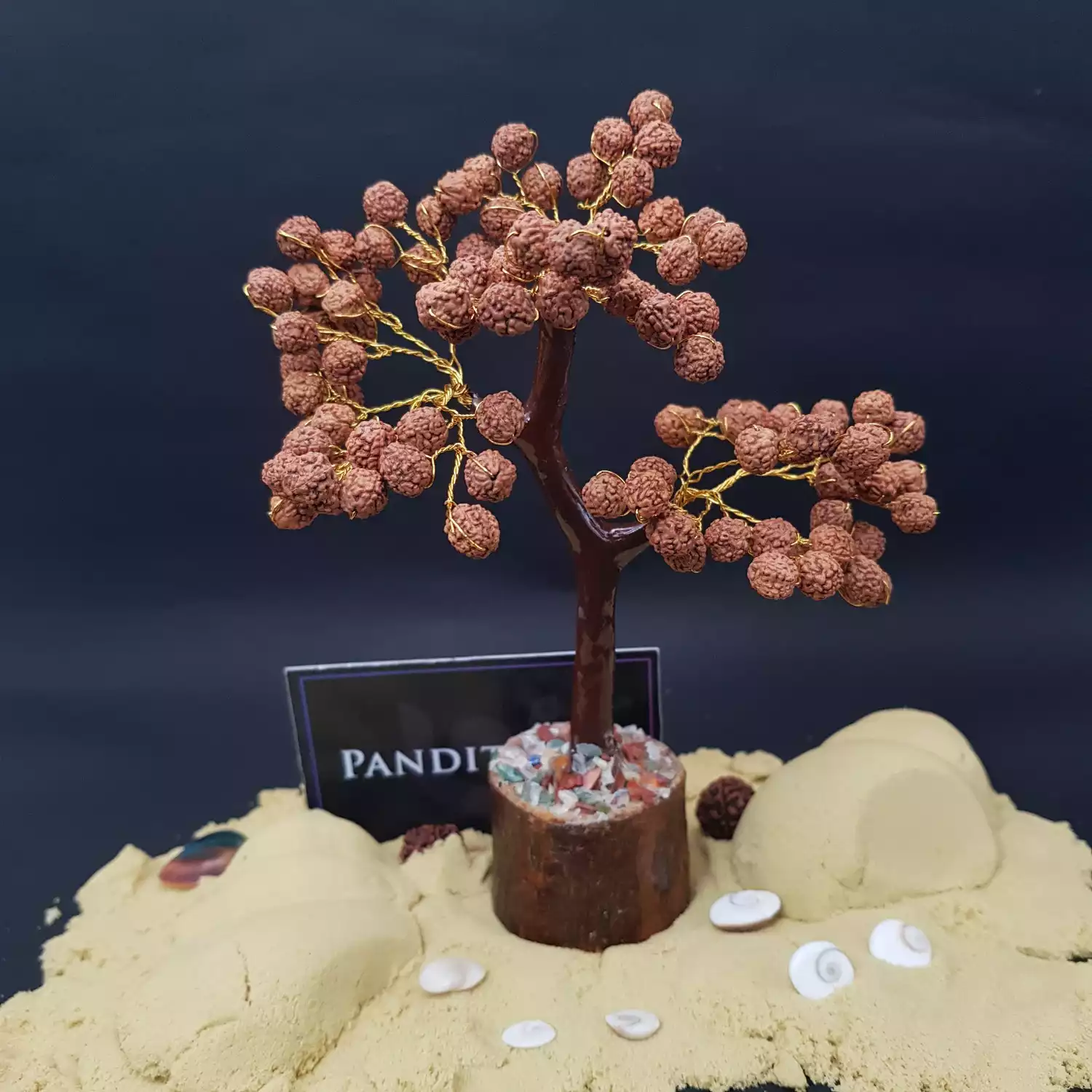 Five Mukhi indonesian Rudraksha Tree - Image 5