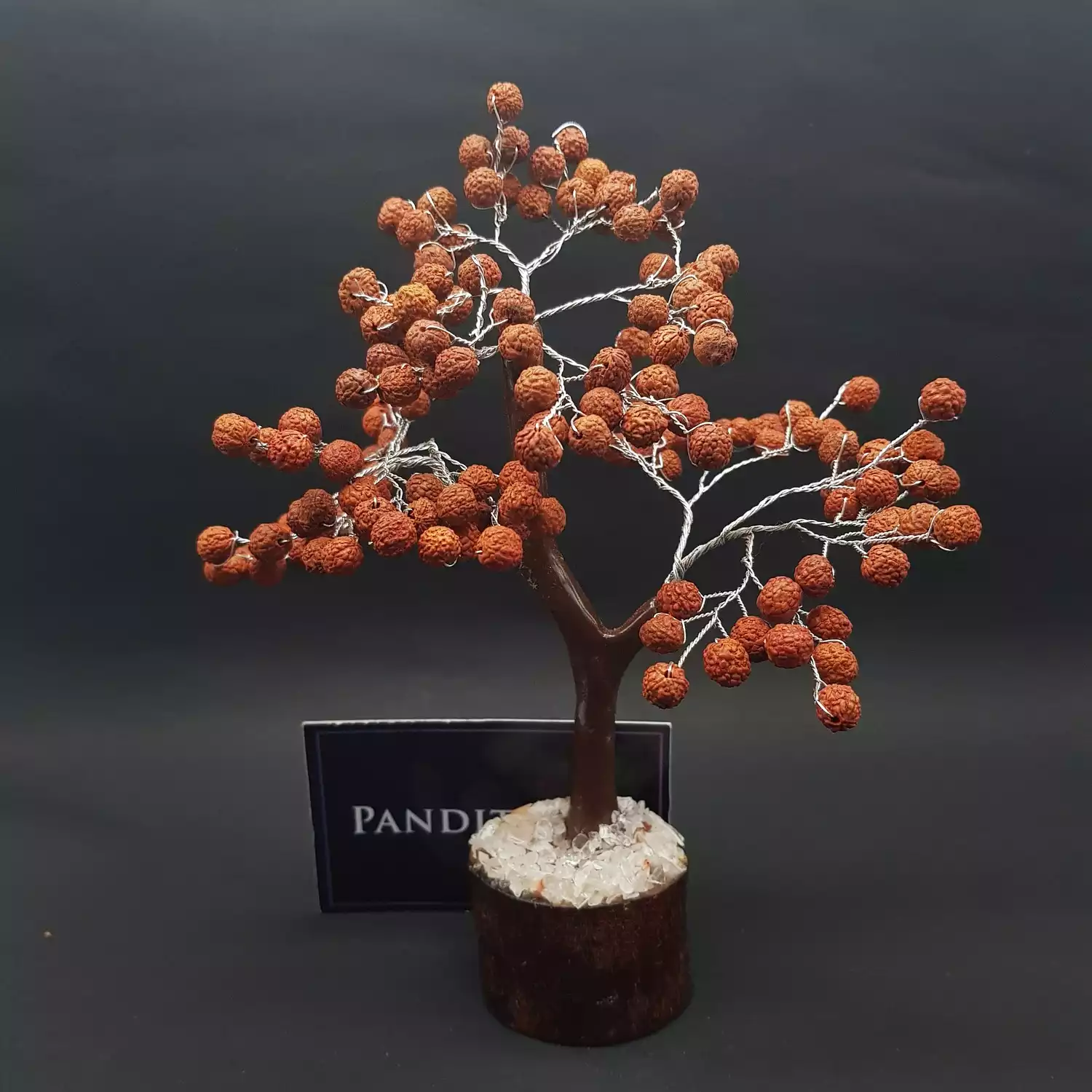 Five Mukhi indonesian Rudraksha Tree - Image 6