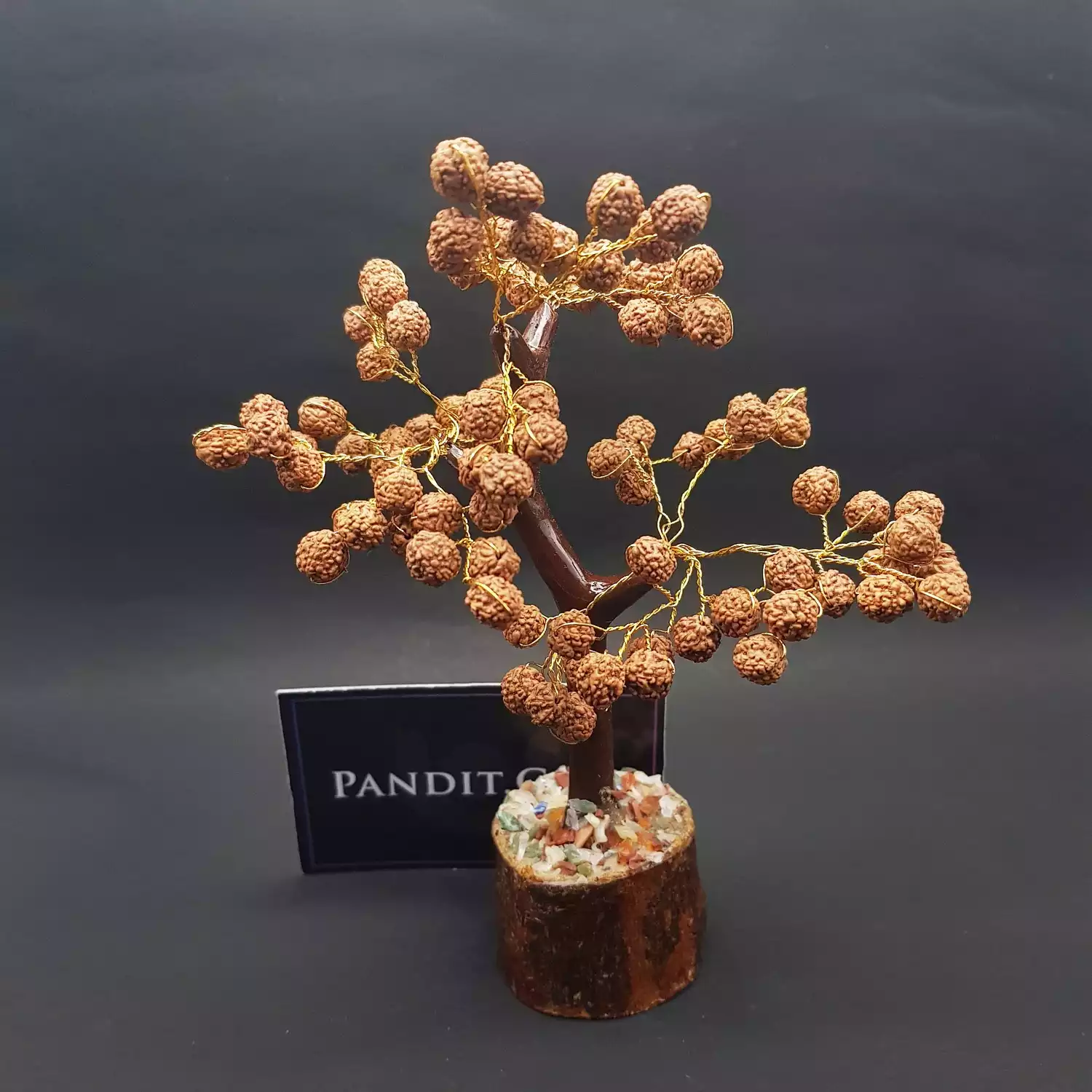 Five Mukhi indonesian Rudraksha Tree - Image 7