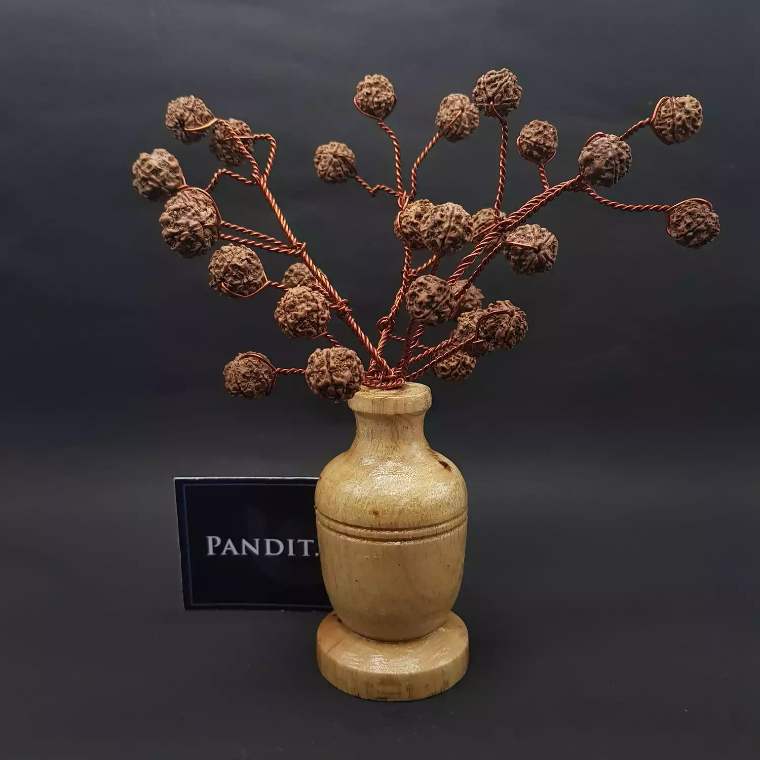 Five Mukhi Nepali Rudraksha Tree - Image 5