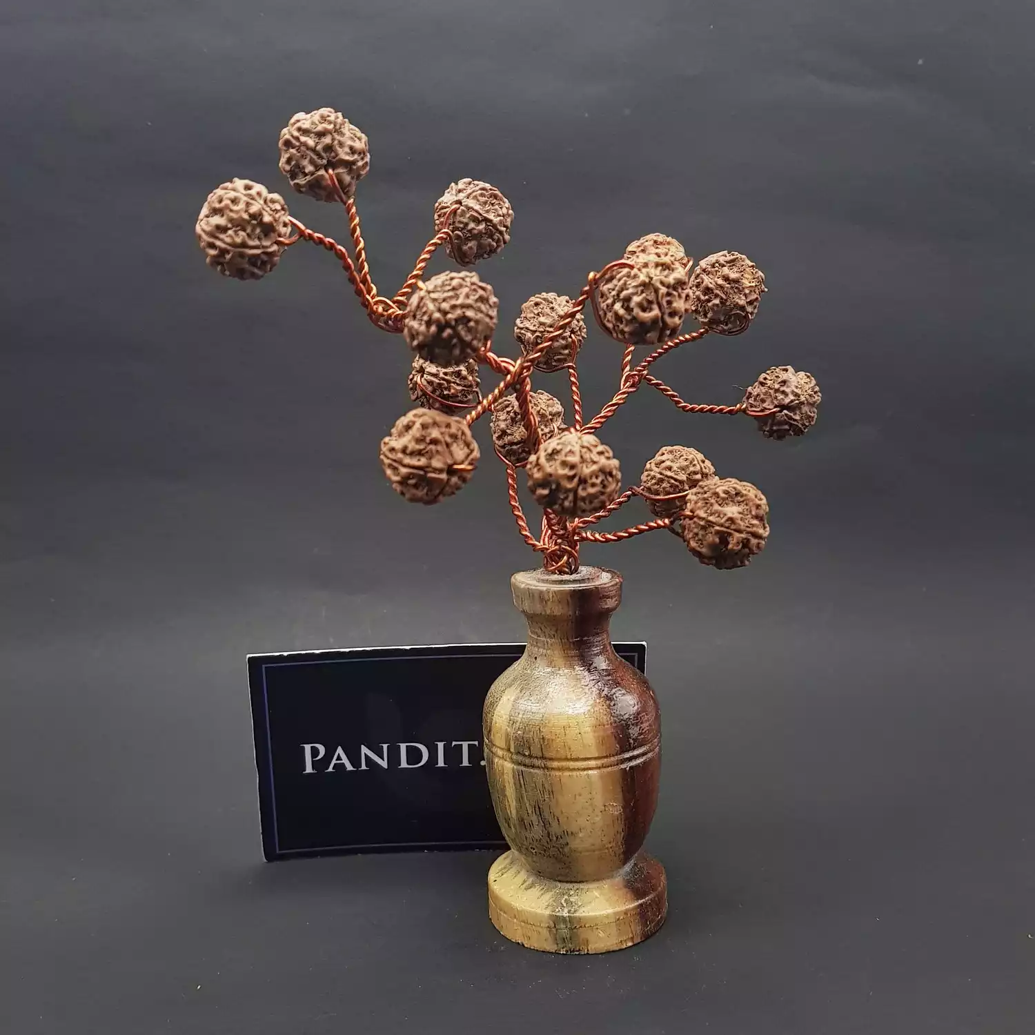 Five Mukhi Nepali Rudraksha Tree - Image 8
