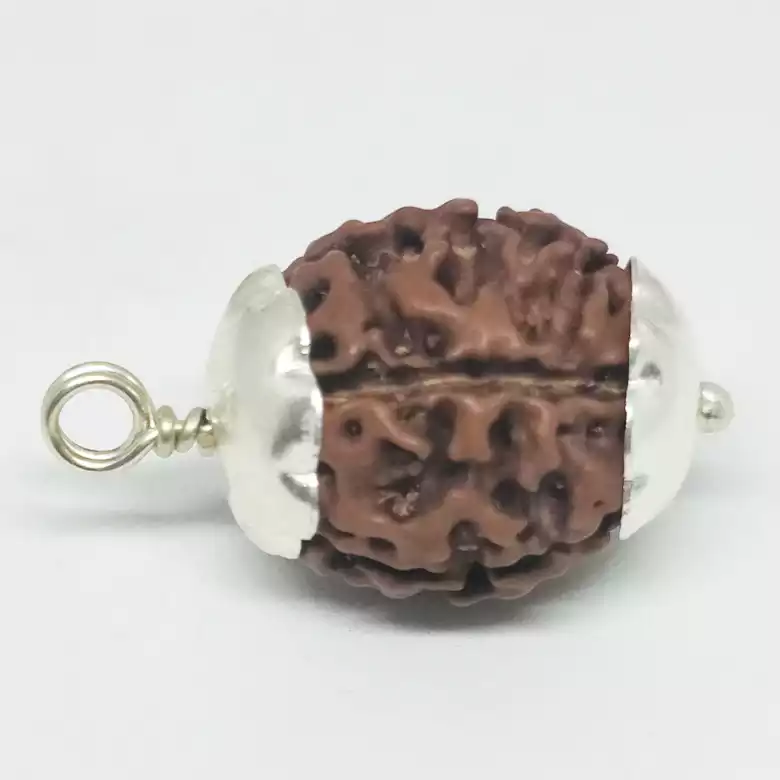 Five Mukhi Premium Rare Rudraksha - Image 4