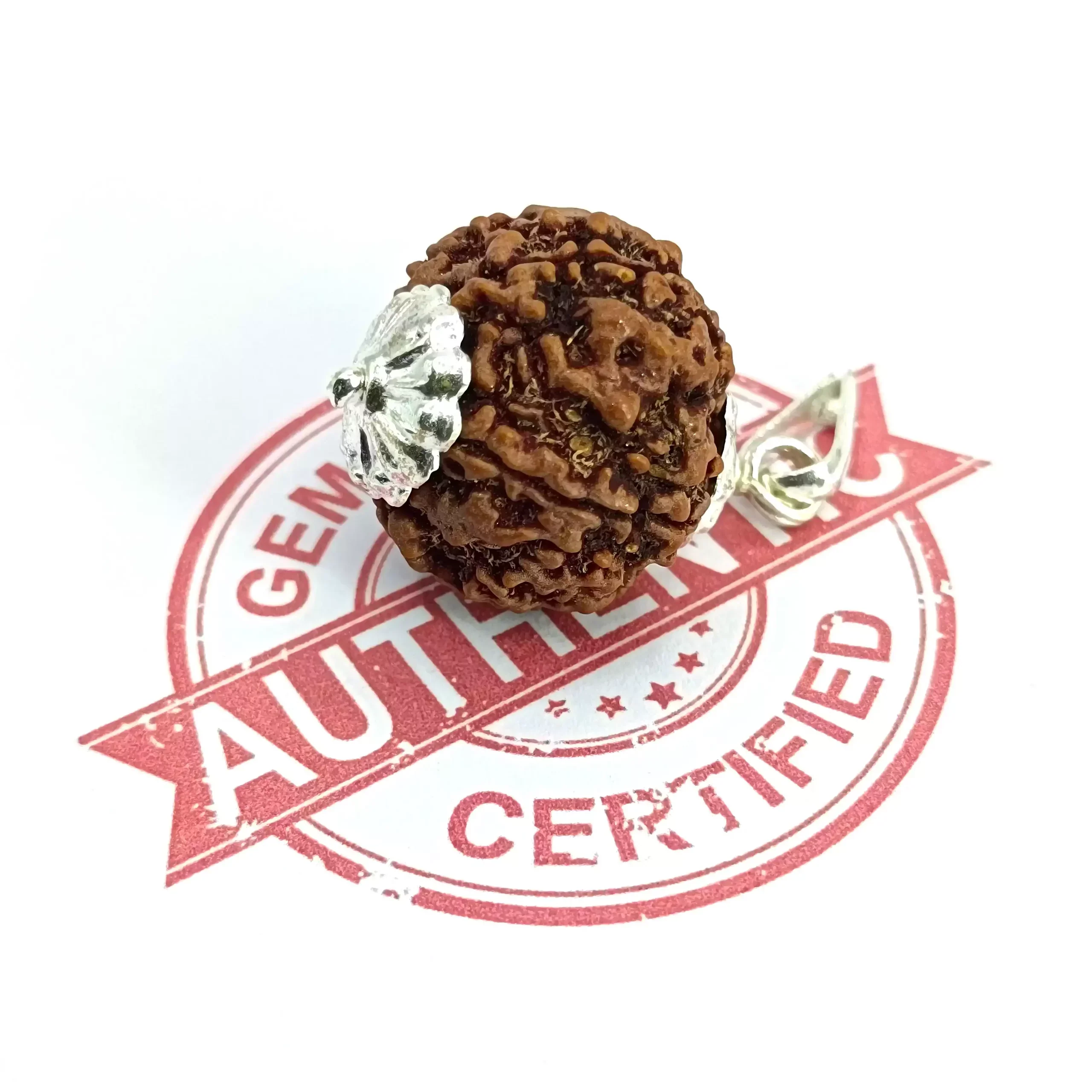 Five Mukhi Premium Rare Rudraksha - Image 5