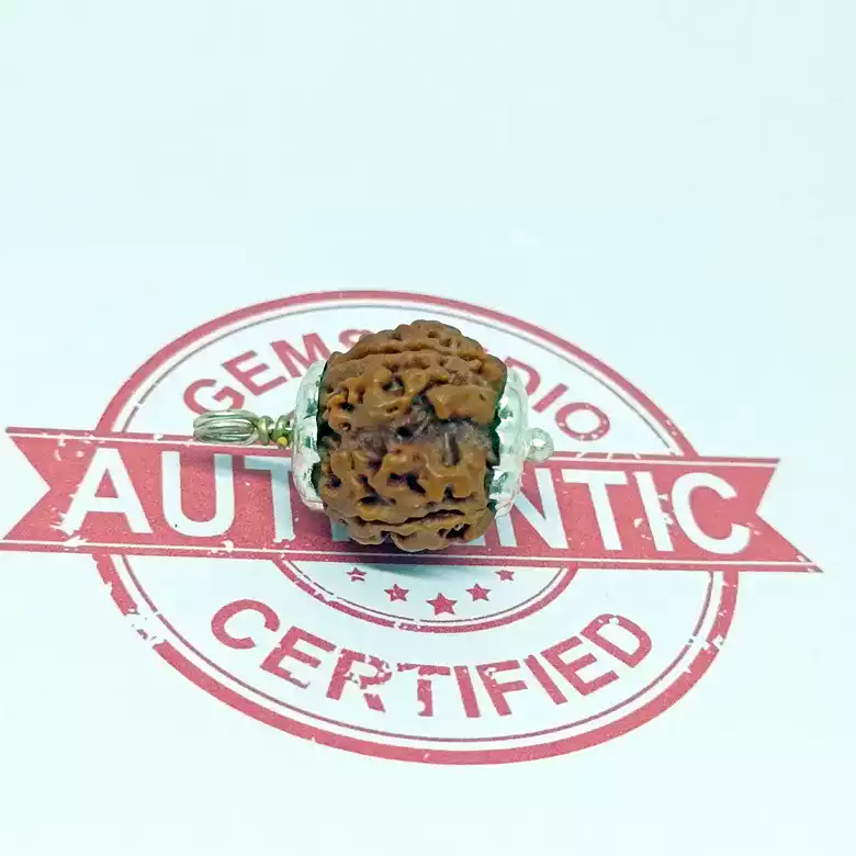 Four Mukhi Premium Rare Rudraksha - Image 5