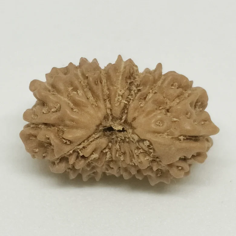 Fourteen Mukhi Premium Rare Rudraksha - Image 4