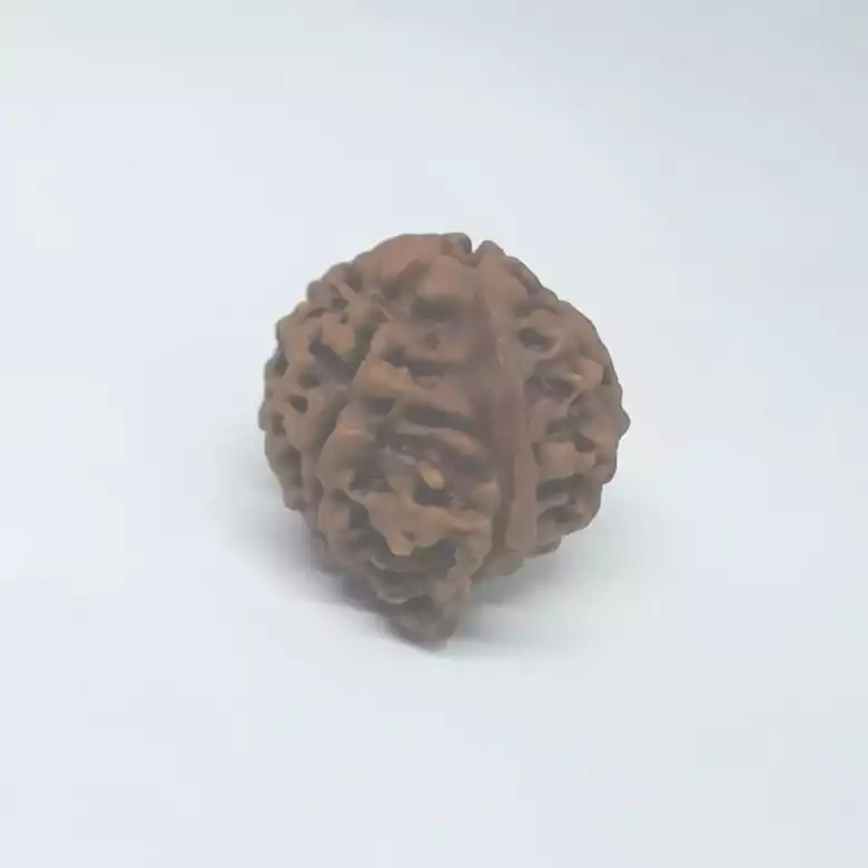Ganesh Premium Rare Rudraksha - Image 8