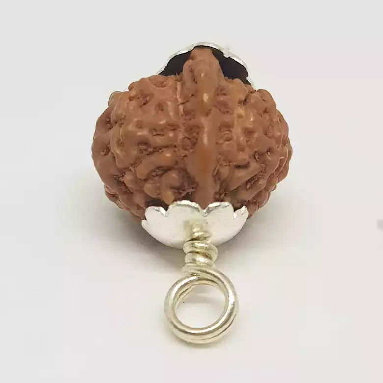 Ganesh Rudraksha - Indonesia - Image 8