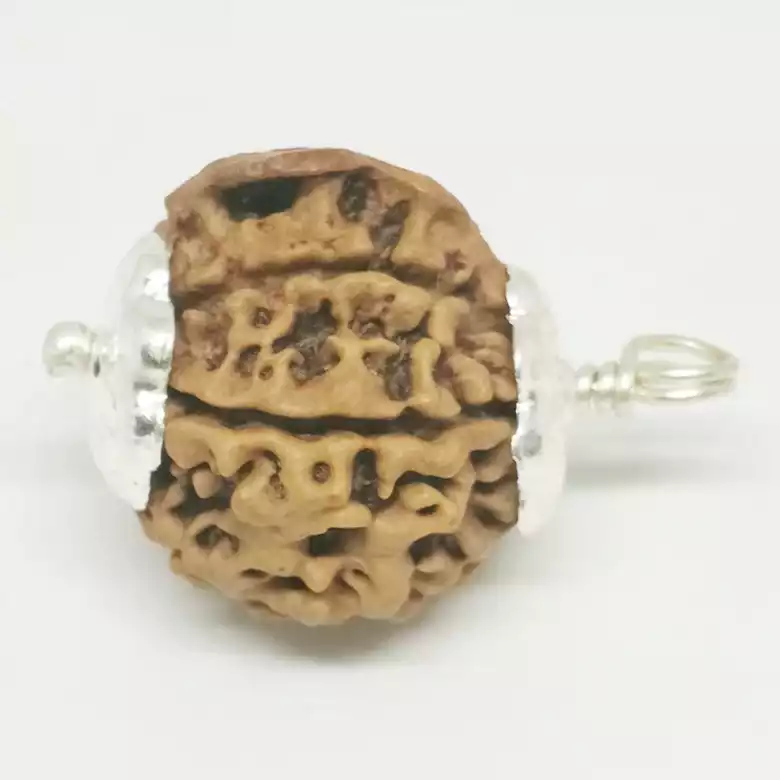 Ganesh Rudraksha - Nepal - Image 6