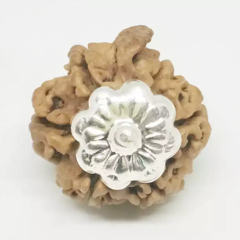 Ganesh Rudraksha - Nepal - Image 7
