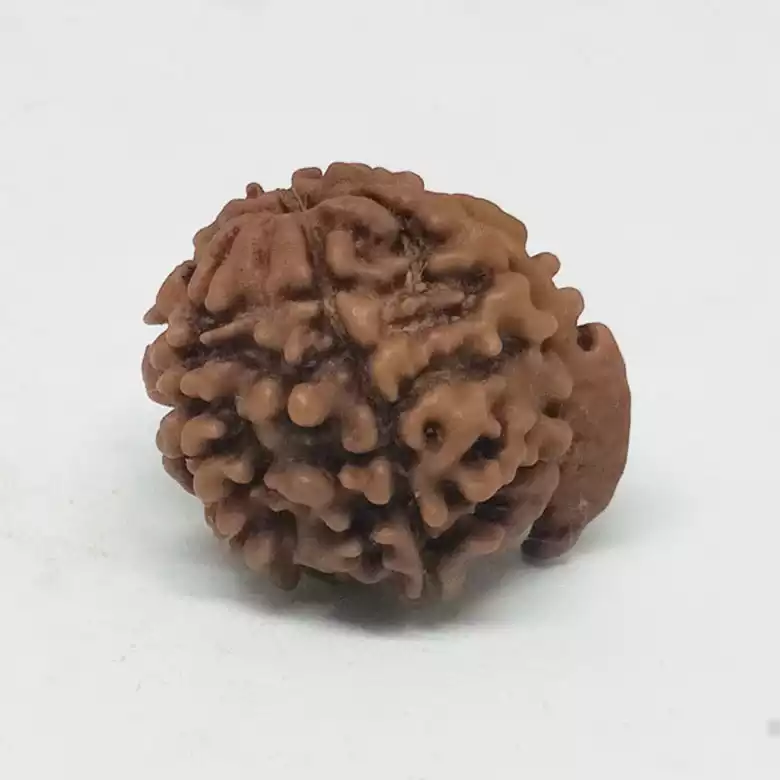 Ganesh Rudraksha - Nepal - Image 8