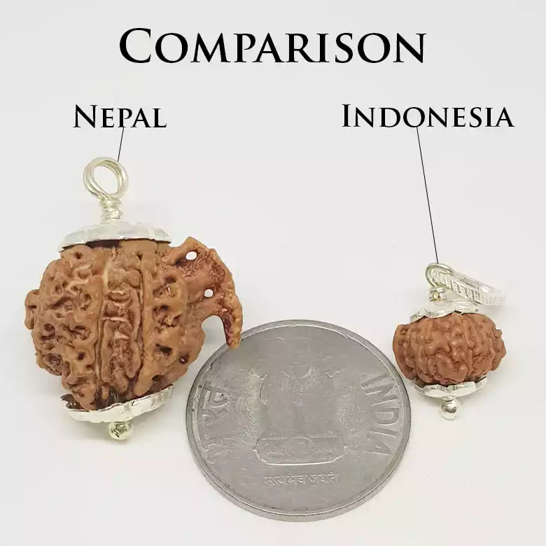 Ganesh Rudraksha - Nepal - Image 9