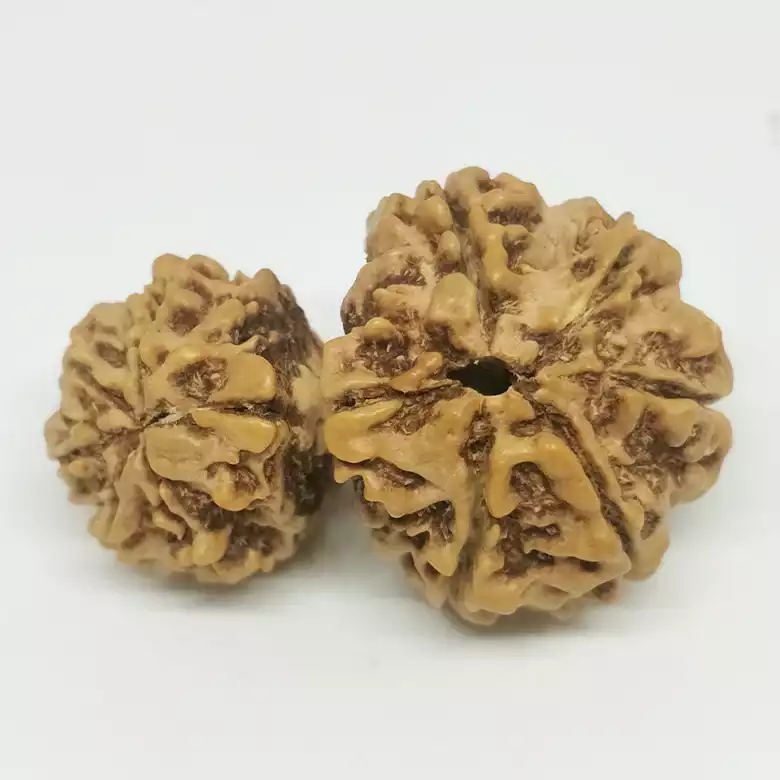 Garbh Gauri Premium Rare Rudraksha - Image 3