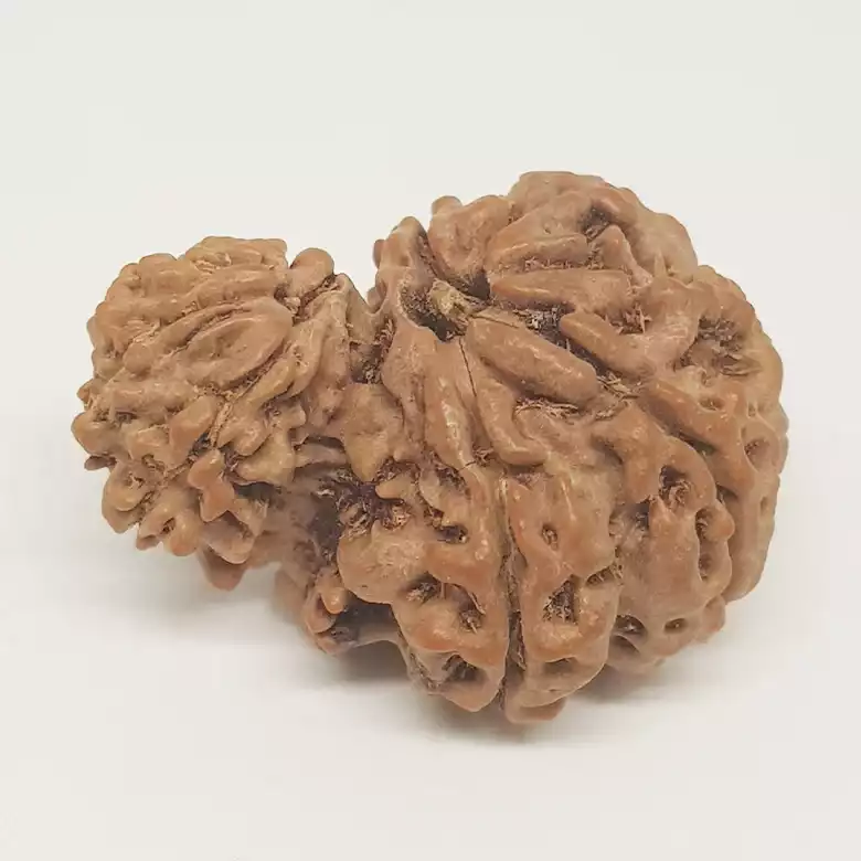 Garbh Gauri Premium Rare Rudraksha - Image 7