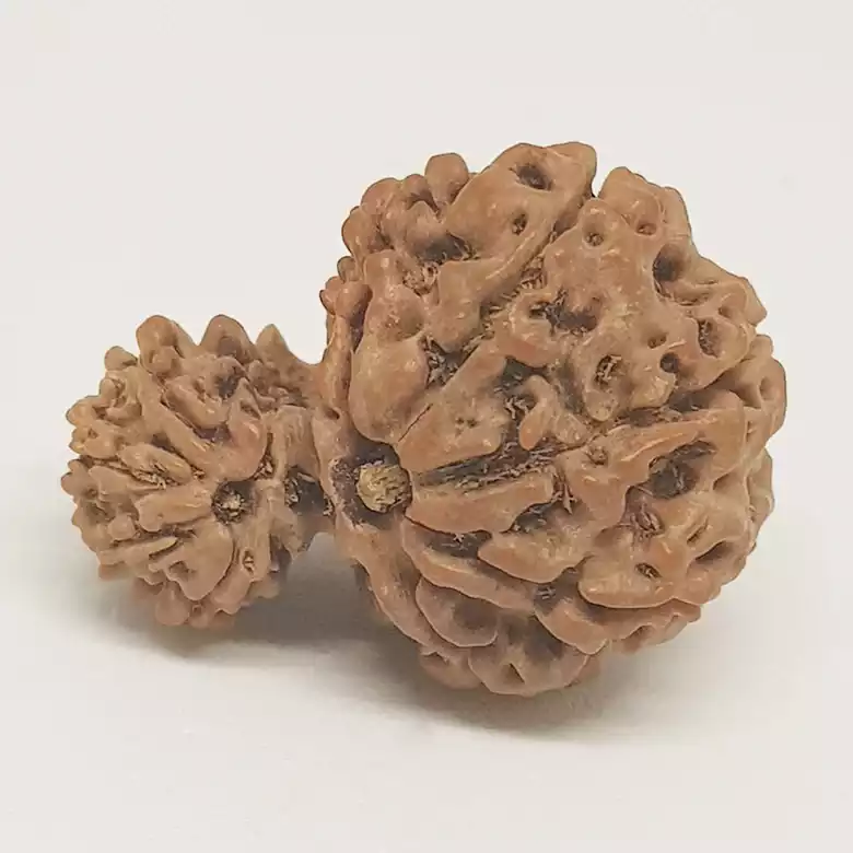 Gauri Ganesh Rudraksha - Nepal - Image 11