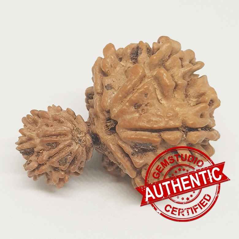 Gauri Ganesh Rudraksha - Nepal - Image 2