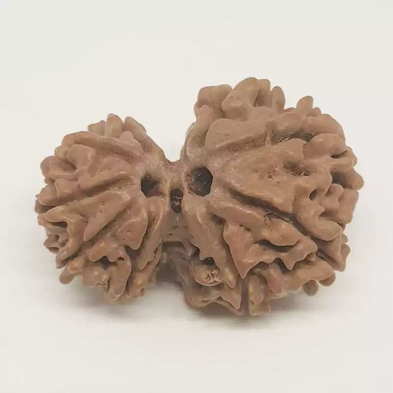 Gauri Ganesh Rudraksha - Nepal - Image 3