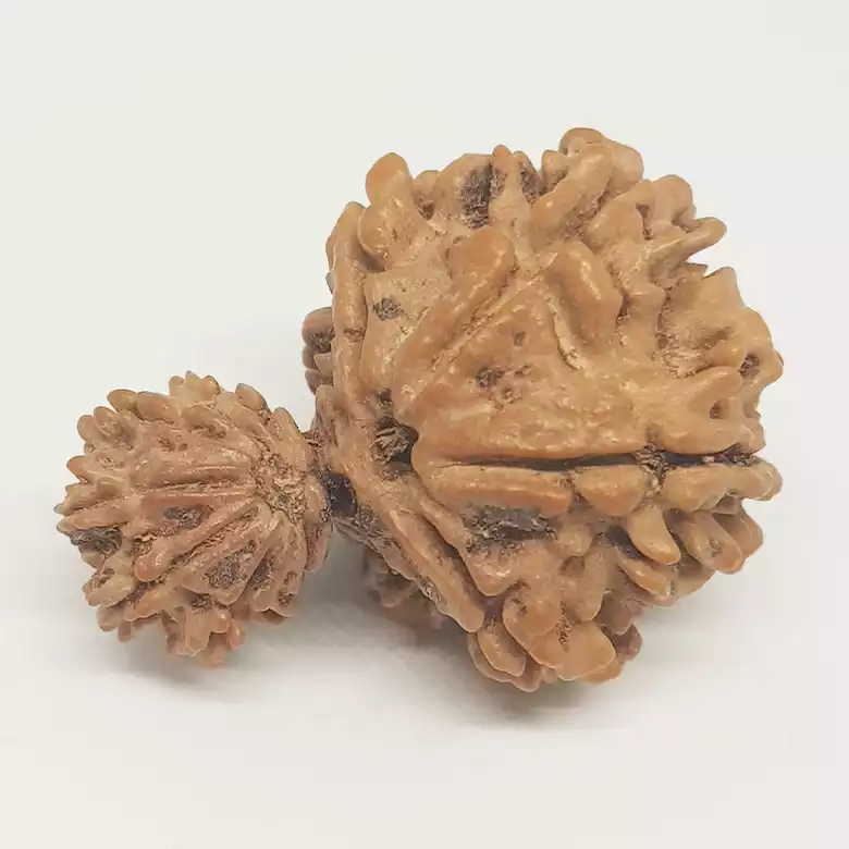 Gauri Ganesh Rudraksha - Nepal - Image 4