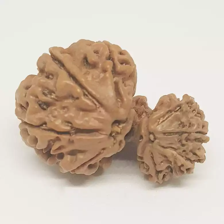 Gauri Ganesh Rudraksha - Nepal - Image 5