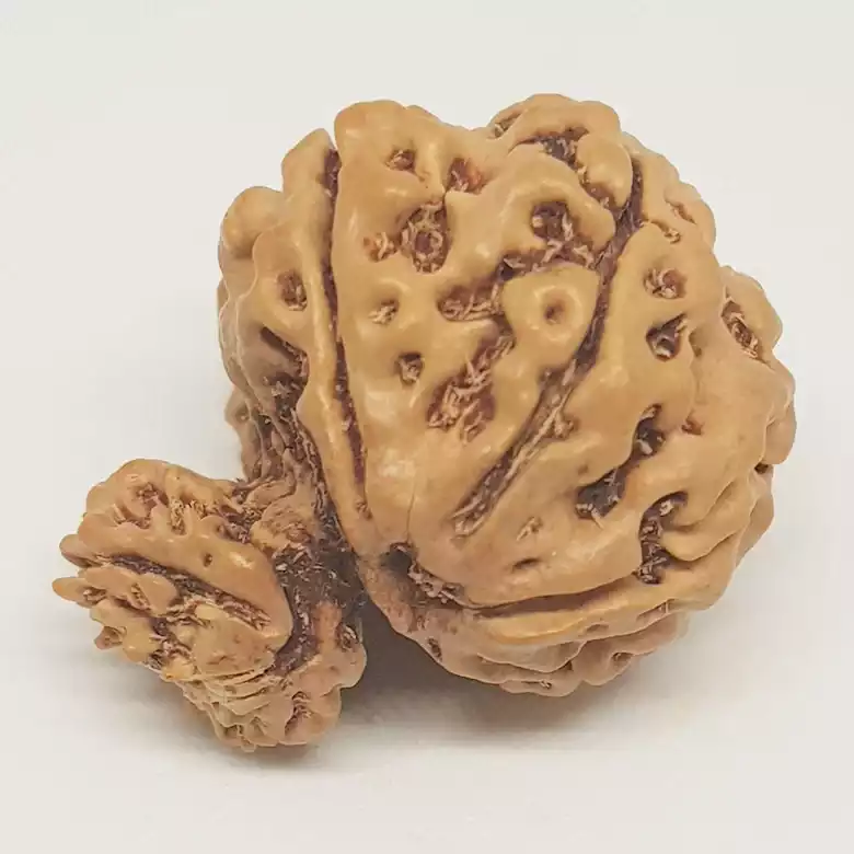 Gauri Ganesh Rudraksha - Nepal - Image 6