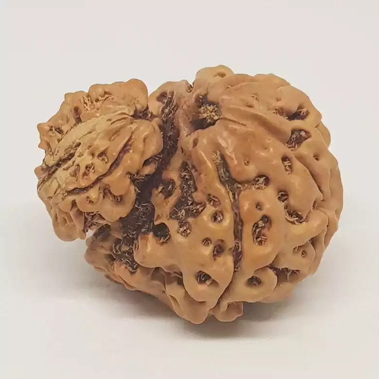 Gauri Ganesh Rudraksha - Nepal - Image 7