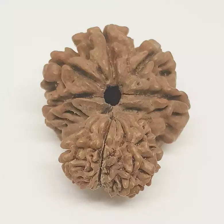 Gauri Ganesh Rudraksha - Nepal - Image 8