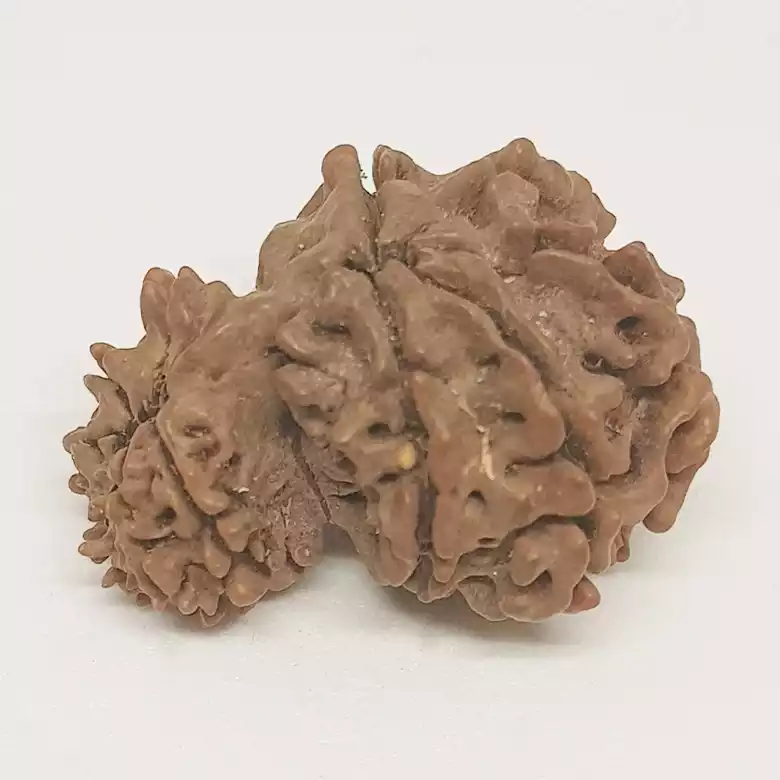 Gauri Ganesh Rudraksha - Nepal - Image 9