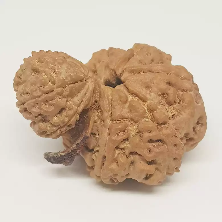 Gauri Shankar Ganesh Rudraksha - Nepal - Image 3