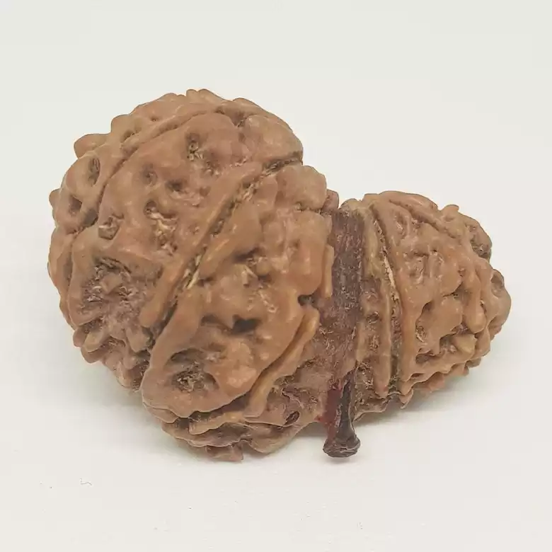 Gauri Shankar Ganesh Rudraksha - Nepal - Image 4