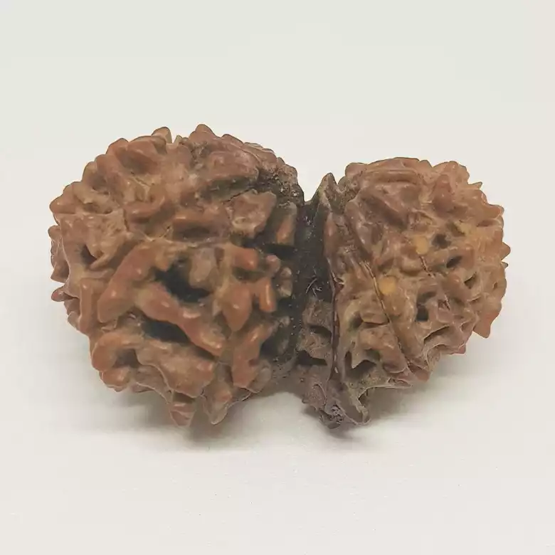 Gauri Shankar Ganesh Rudraksha - Nepal - Image 5