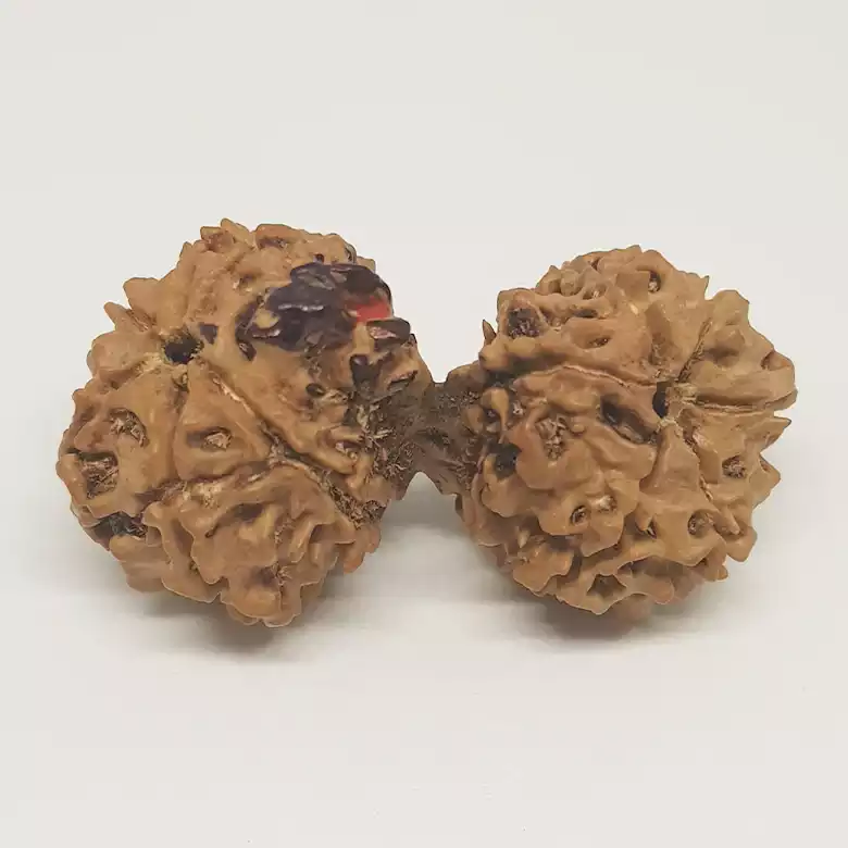 Gauri Shankar Ganesh Rudraksha - Nepal - Image 6