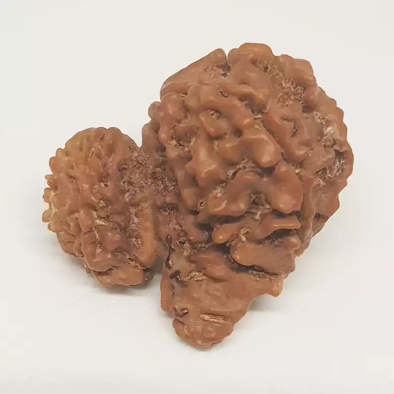 Gauri Shankar Ganesh Rudraksha - Nepal - Image 7