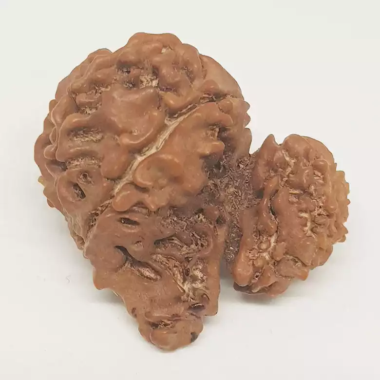 Gauri Shankar Ganesh Rudraksha - Nepal - Image 8