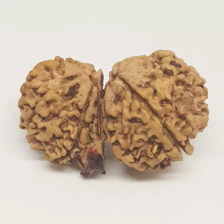 Gauri Shankar Ganesh Rudraksha - Nepal - Image 9