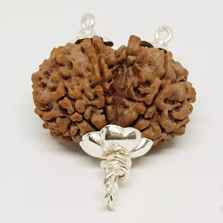 Gauri Shankar Premium Rare Rudraksha - Image 10