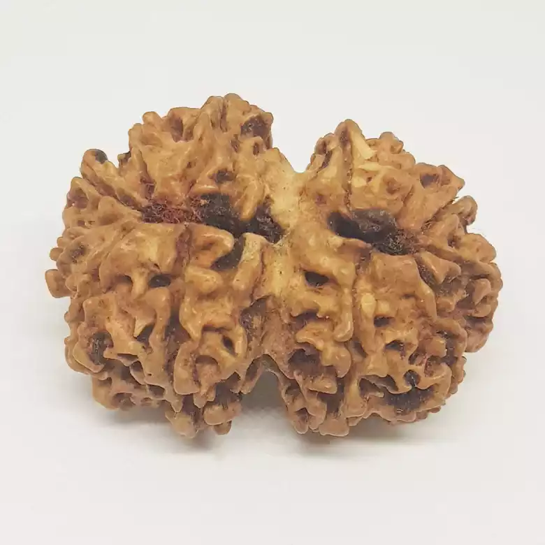 Gauri Shankar Premium Rare Rudraksha - Image 11