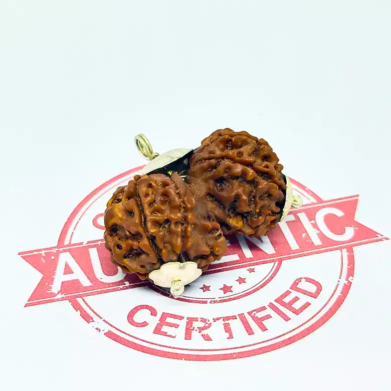 Gauri Shankar Premium Rare Rudraksha - Image 2