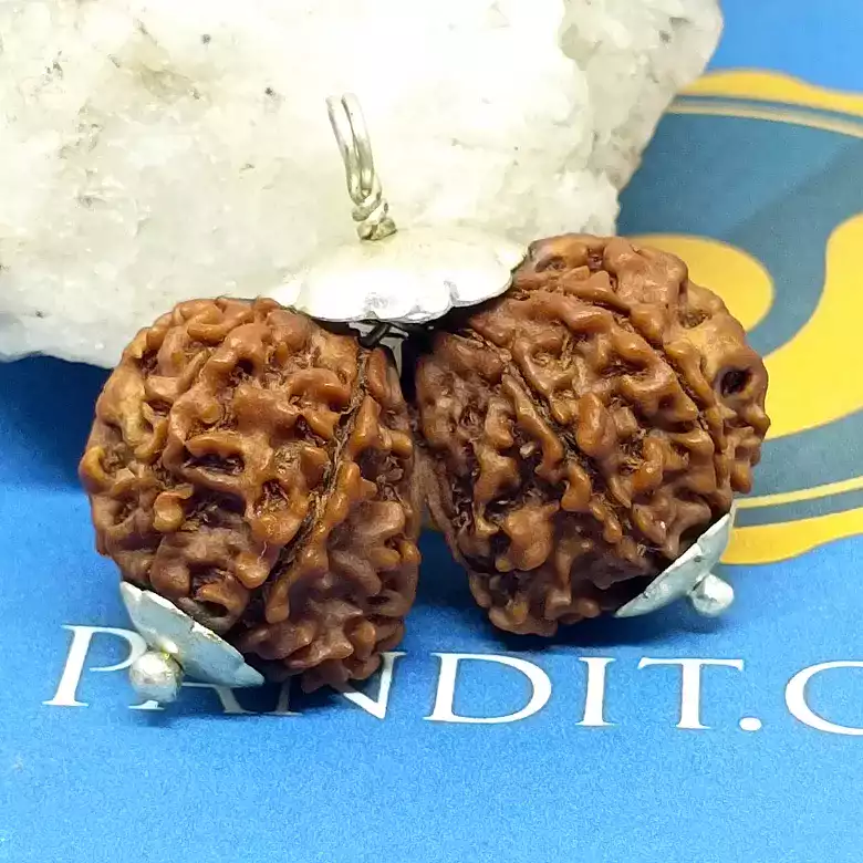 Gauri Shankar Premium Rare Rudraksha - Image 3