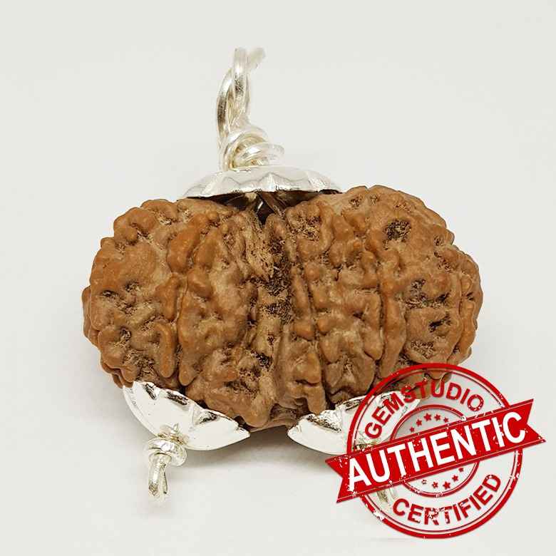 Gauri Shankar Premium Rare Rudraksha - Image 4