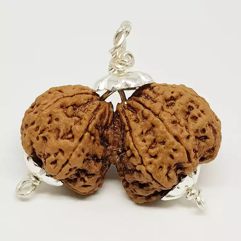 Gauri Shankar Premium Rare Rudraksha - Image 5